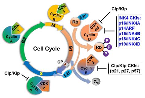 Cyclin-Dependent Kinase Inhibitors (CKIs) are regulators of the cell... | Download Scientific ...