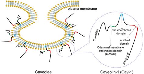 Structure of caveolae and Cav-1. Caveolae is an Ω-shaped structure ...