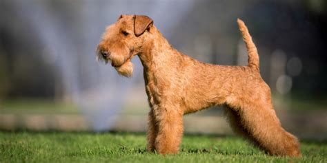 Lakeland Terrier | National Kennel Club