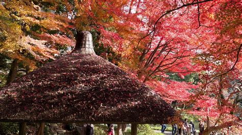 Fall Colours in Koishikawa Korakuen Garden (小石川後楽園), Tokyo – Randomwire