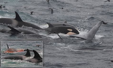 Killer Whales Eating People