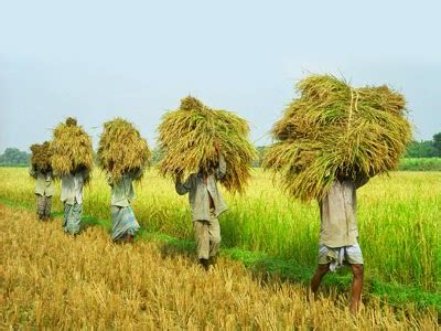 Rural Life Of Bangladesh