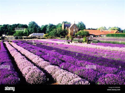 Norfolk lavender fields hi-res stock photography and images - Alamy