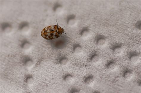 Carpet beetles: Signs you have an infestation and how to get rid of ...