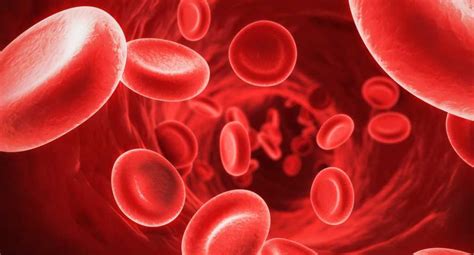 3 Fungsi Sel Darah Merah bagi Tubuh (Paling Penting)