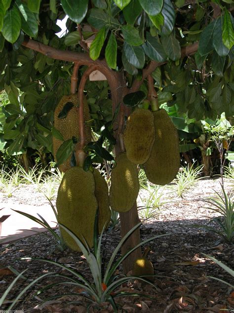 Buy Rare Dwarf Sweet Black Gold Jackfruit Deep Orange Color Fruit Seeds - 5 seed Online @ ₹140 ...