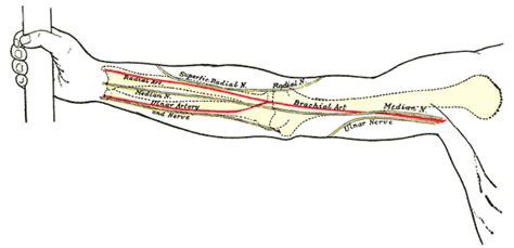 Antecubital Fossa (Elbow Pit) - Definition and Quiz | Biology Dictionary