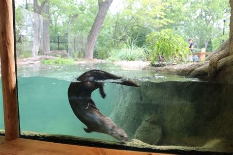 Otter habitat expanded at Detroit Zoo