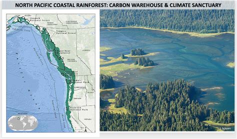 Mongabay: Old-growth forests of Pacific Northwest could be key to climate action — story and ...