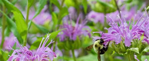 Finding Kansas Wildflowers | Kansas Farm Food