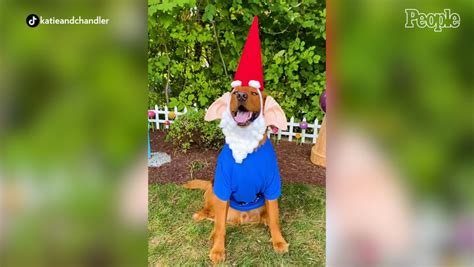 Golden Retriever Models Owner's Creative DIY Halloween Costumes — Watch!