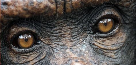 Chimpanzee | Animal close up, Animals, Chimpanzee