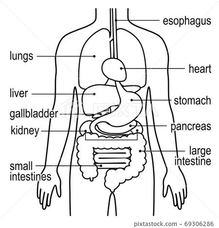 Update more than 168 human body parts drawing best - seven.edu.vn