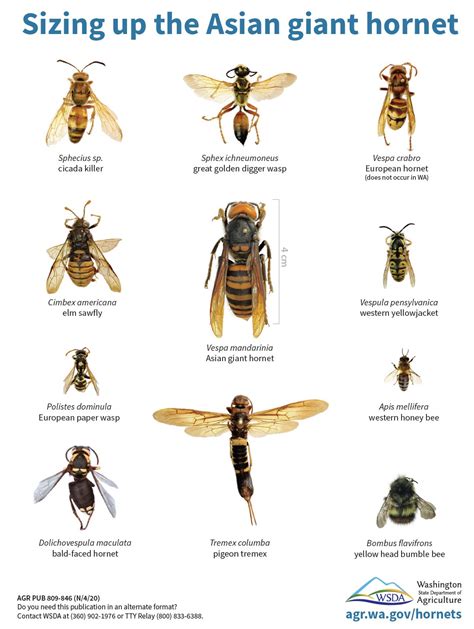 How Big Is an Asian Giant Hornet vs. a Honeybee or Bumblebee? There's a Chart for That | The ...