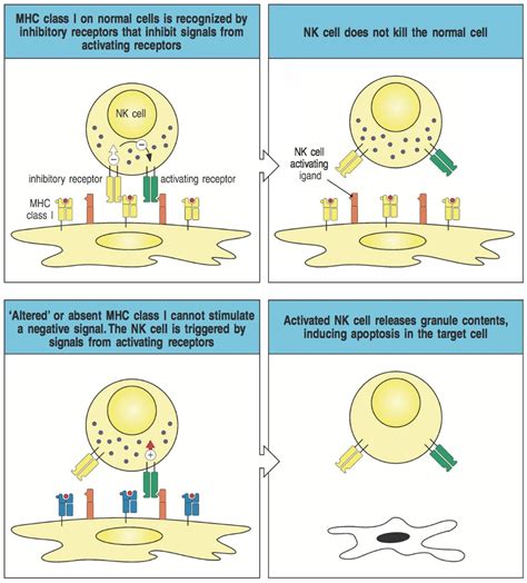 Natural Killer Cells: ‘Secret Police’ of the Immune System – Alex Berezow