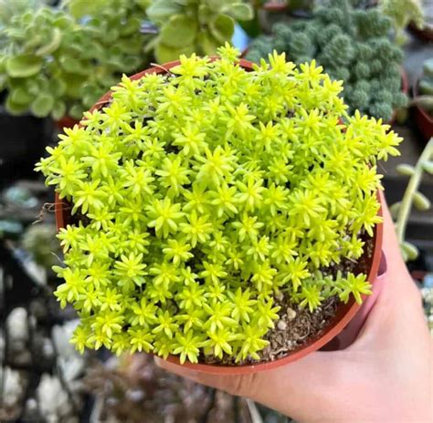 22 Unique Stonecrop Varieties For Your Garden - Sublime Succulents