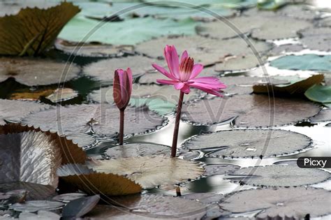 Image of Pink lotus in water-VJ356114-Picxy