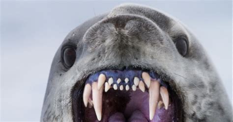 RJ Palmer 🔜 Fanime 506 on Twitter: "Leopard seal teeth are insane. Why do they look like this ...