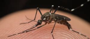 Aedes Aegypti Mosquito Identification & Control | ABC Blog