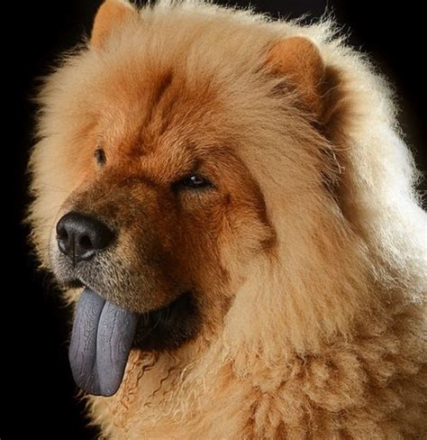 5 Best Ancient Dog Breeds From China | HubPages