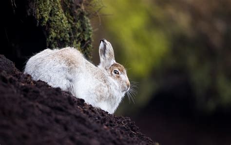 Peak District Wildlife Photos - Francis J Taylor Photography