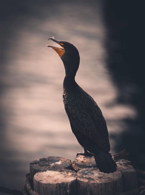 Golden Eagle in Close Up · Free Stock Photo