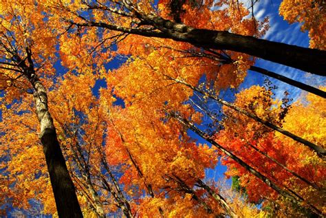 Fall maple trees stock photo. Image of canopies, canopy - 3478154