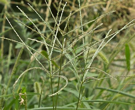 Flora de Malpica de Tajo, Pata de gallina (Digitaria sanguinalis)