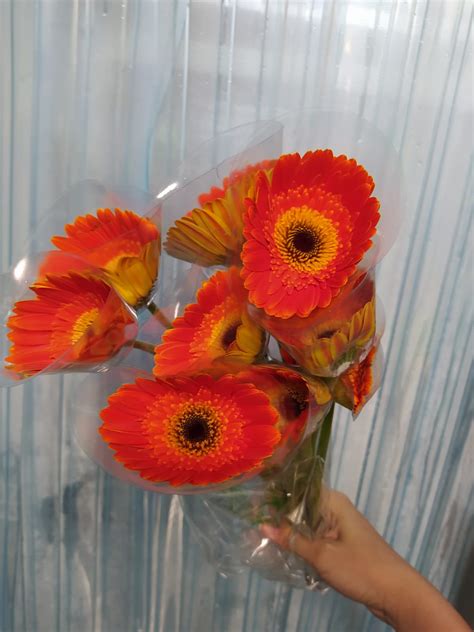 Gerbera - Assorted Colors [MA] - G Flower Wholesale