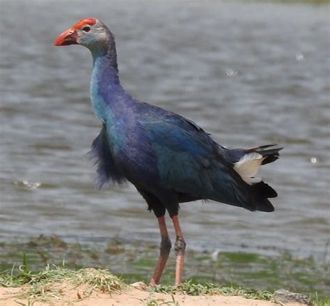 Purple Swamphen | BirdForum