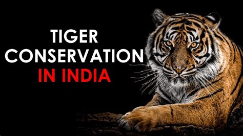 Tiger Conservation Essay | Essay on Tiger Conservation for Students and Children in English - A ...