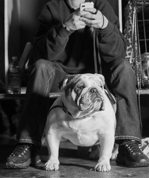 English Bulldog Westminster Dog Show, Olde English Bulldogge, Cute Dogs Images, Japanese Akita ...