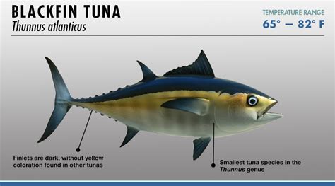 Tuna Identifier