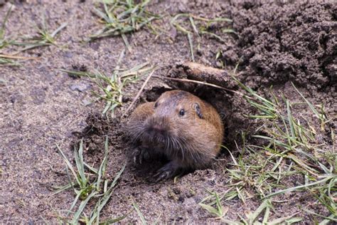 Groundhog stock image. Image of ground, digger, claws - 256162447