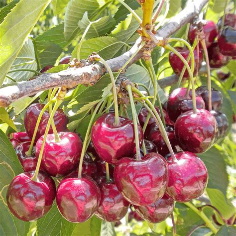 Bing Cherry Tree for Sale - Enjoy Fresh and Juicy Cherries from Your ...