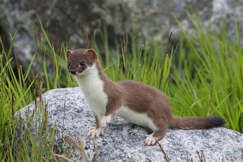 Stoat | The Wildlife Trusts