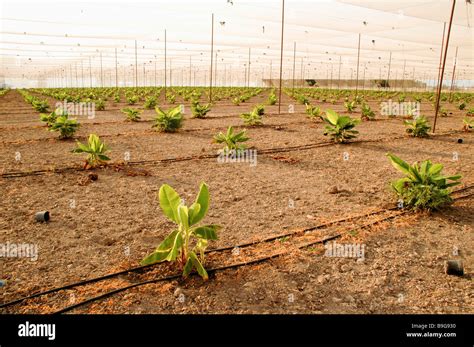 Newly planted young banana plants in a Banana Plantation Drip ...