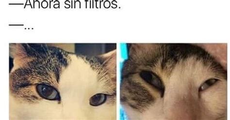 Cuánto cabrón / Aquí hay gato encerrado