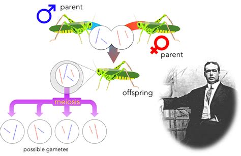 e-chapter: Beyond Mendel - the chromosomal theory of inheritance — The Biology Primer