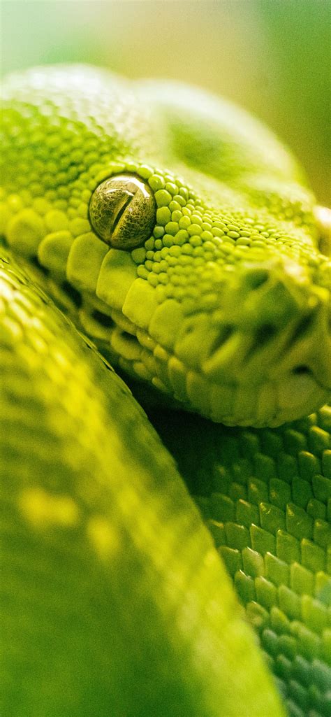 Green Snake Eye iPhone Wallpapers Free Download