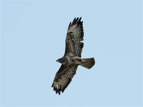 Buteo buteo Photograph by James Lamb Photo - Fine Art America