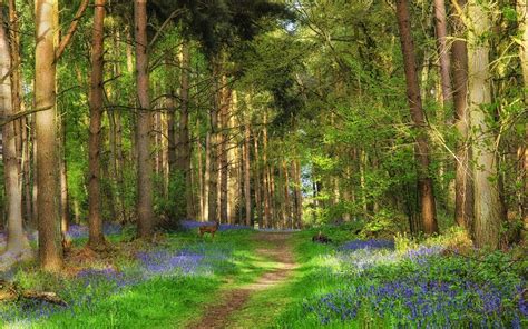 landscape, Nature, Tree, Forest, Woods, Path Wallpapers HD / Desktop ...