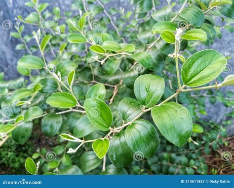 Sidr Leaves Sidr Plant Isolated On White Background Stock Photo ...