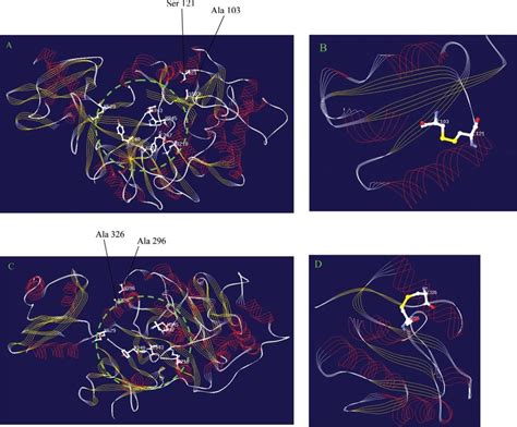 3D structure of Ppy luciferase, which represents the location of ...