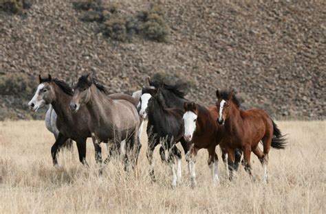 Ghost Herd #1 • elissa kline photography | Horses, Wild horses, Wild ...