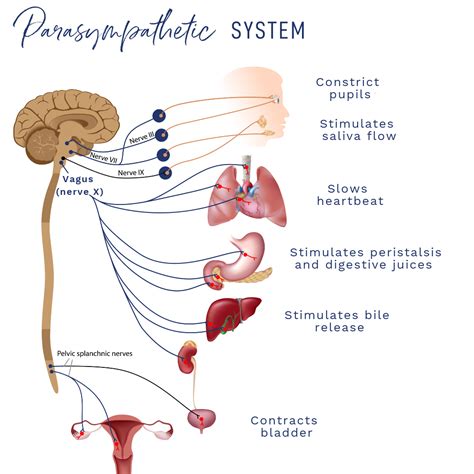 10 Ways to Stimulate Your Vagus Nerve - Nourishing Therapies