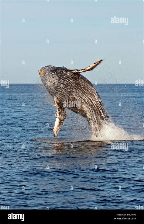 Breaching Humpback Whale Stock Photo - Alamy