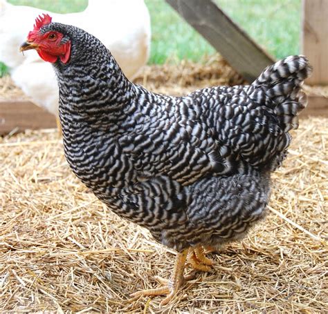 Poultry Breeds in India - Farmer Junction