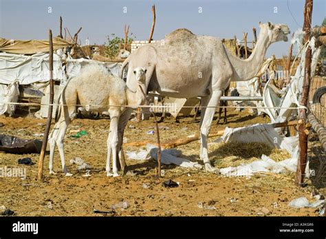 Camel at the camel market at Kufra, Kufrah oasis, Libya Stock Photo - Alamy