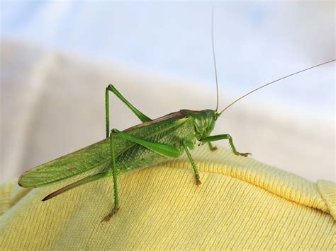 Green Grasshopper Free Stock Photo - Public Domain Pictures